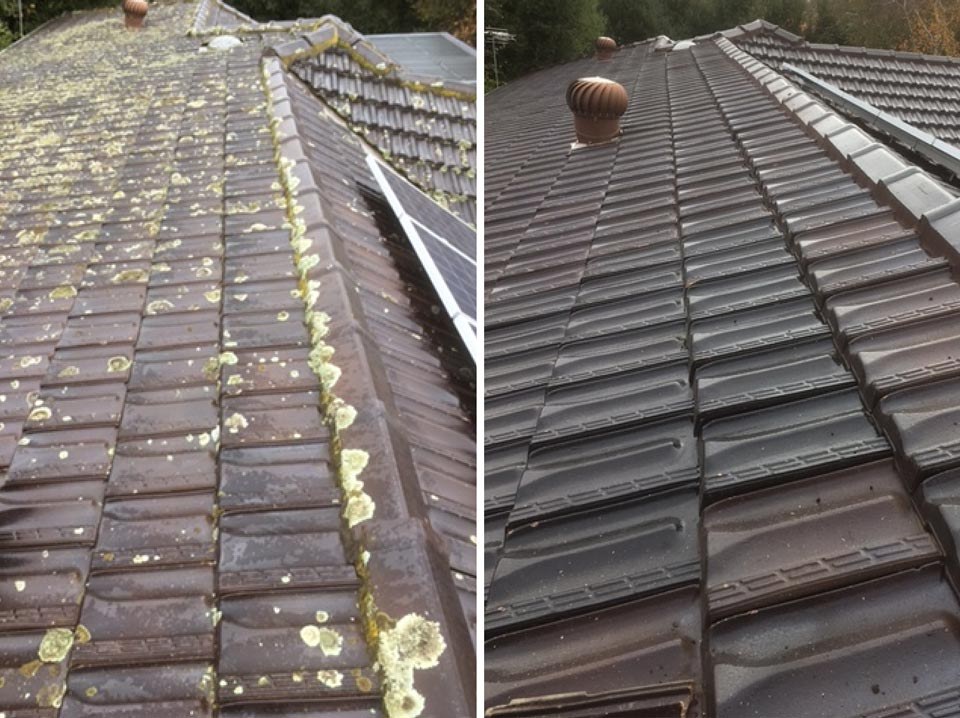 Unwanted Guests on Your Roof: The Menace of Mould, Algae, and Lichen in New Zealand Homes