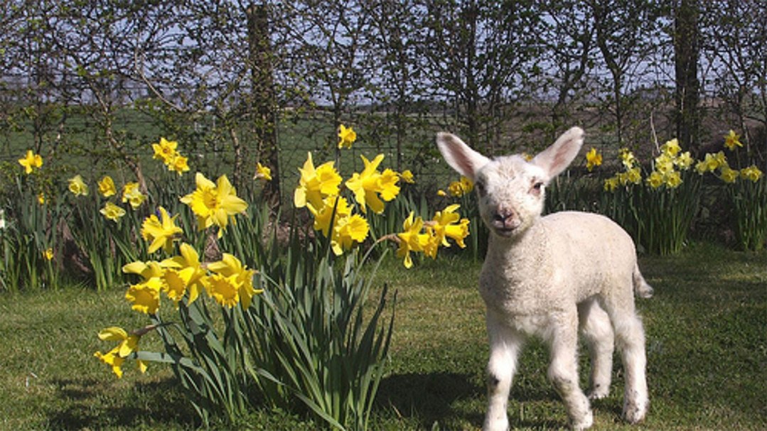 Home Maintenance Checklist: 10 Things to Do for Spring